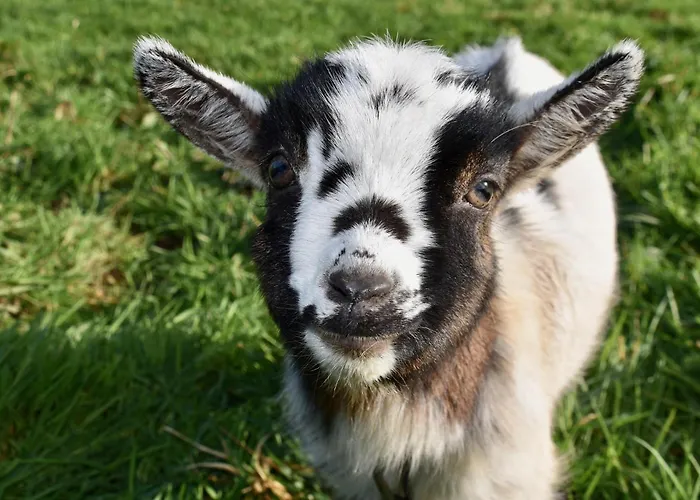 Tatil Evi A La Ferme De L'oudon & Berville (Calvados)