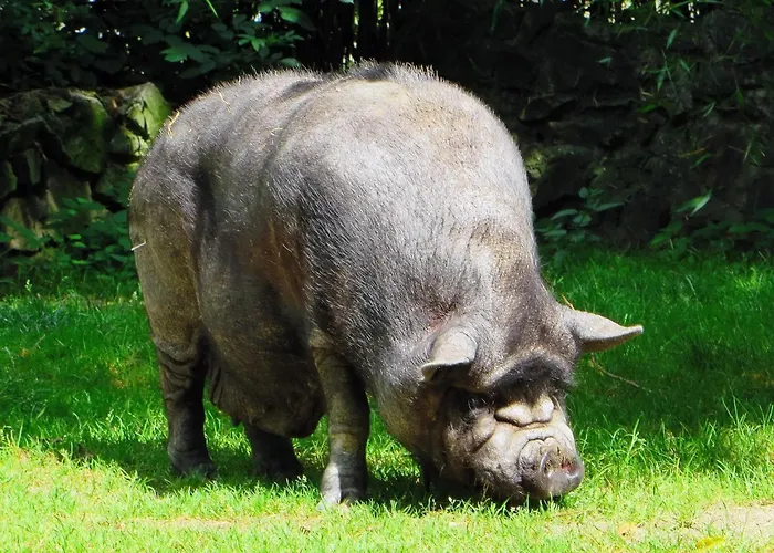 Tatil Evi A La Ferme De L'oudon & *